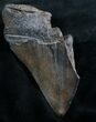 Partial Megalodon Tooth - South Carolina #7504-1
